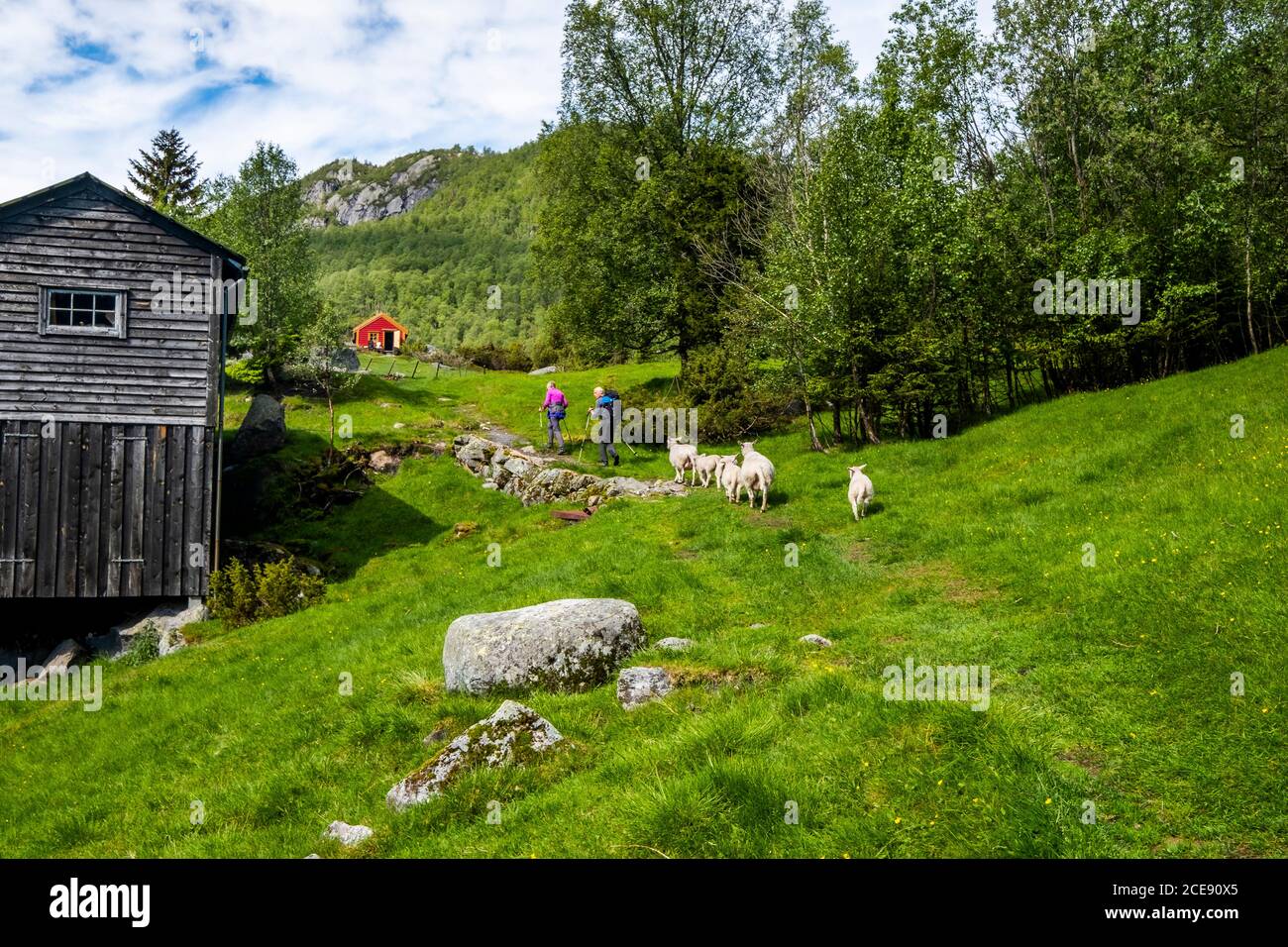 Wenige Schafe folgen zwei Wanderern auf den Bergen Norwegens. Stockfoto