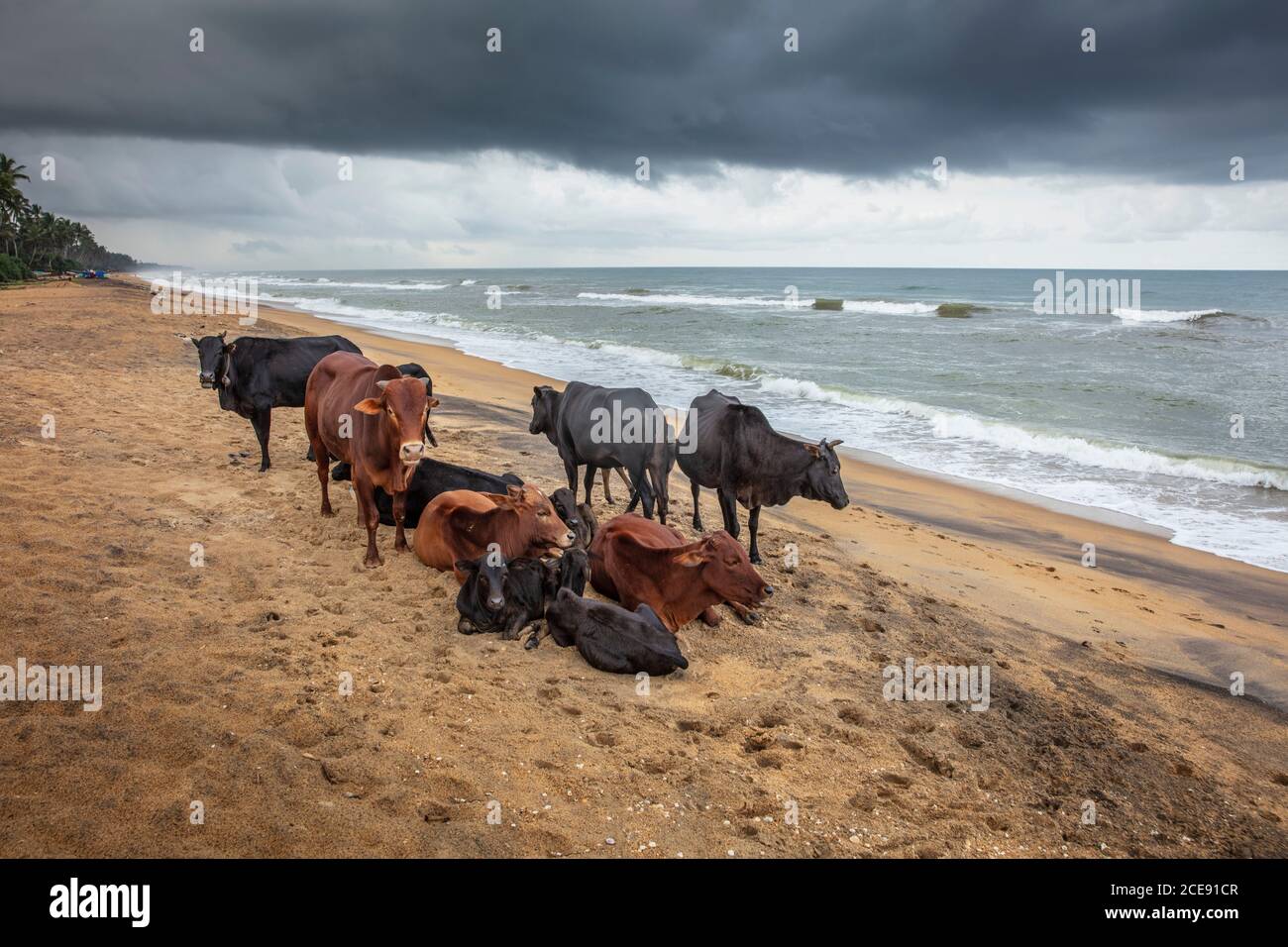 Sri Lanka, Waduwa, Leben Ayurveda Resort. Kühe am Strand. Stockfoto