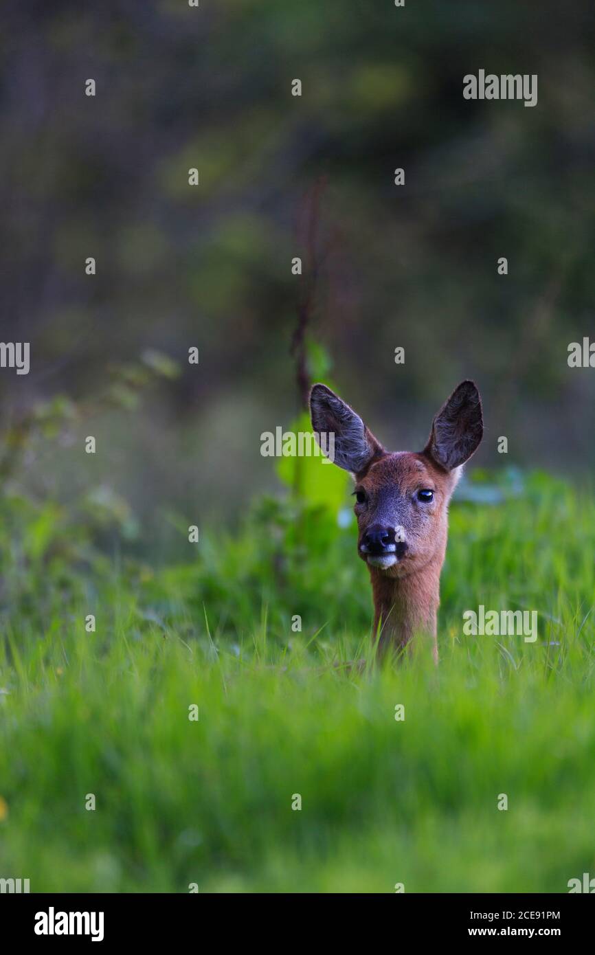 Ein einbunter Hirsch in einem Feld von hohem Gras. Stockfoto
