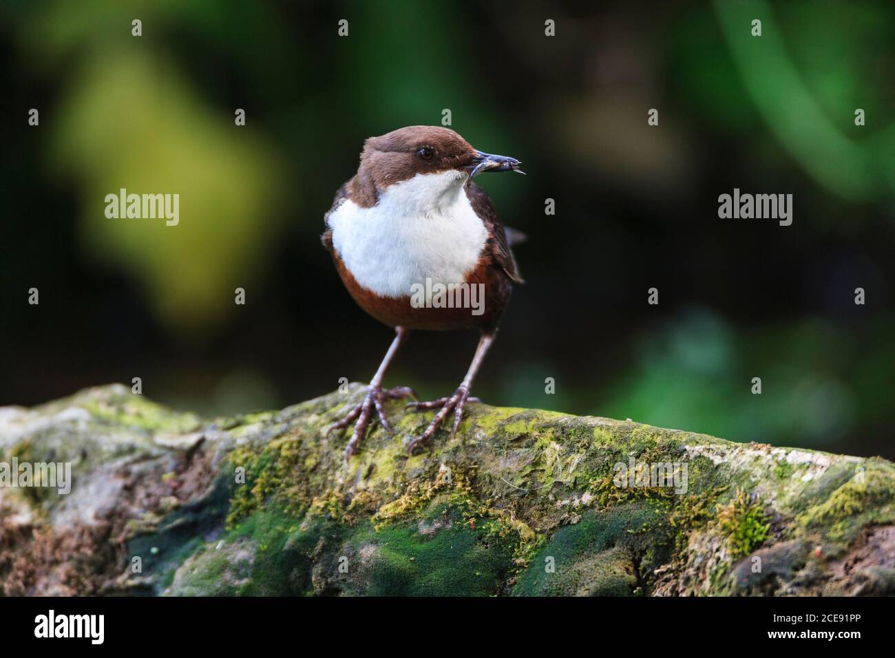 Ein Dipper mit Insektenfutter im Schnabel auf einem moosbedeckten Baumstamm. Stockfoto