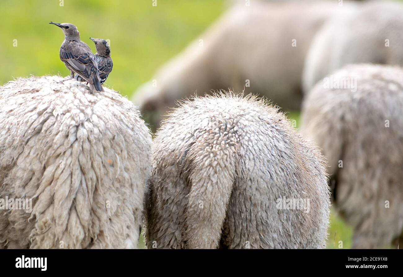 31. August 2020, Bayern, M·ºnchen: Zwei Vögel sitzen auf dem Rücken eines Schafes, dessen Herde auf der gepanzerten Wiese weidet. Foto: Sven Hoppe/dpa Stockfoto