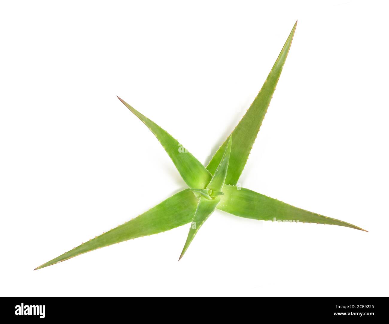 Aloe Vera Pflanze isoliert auf weißem Hintergrund Stockfoto