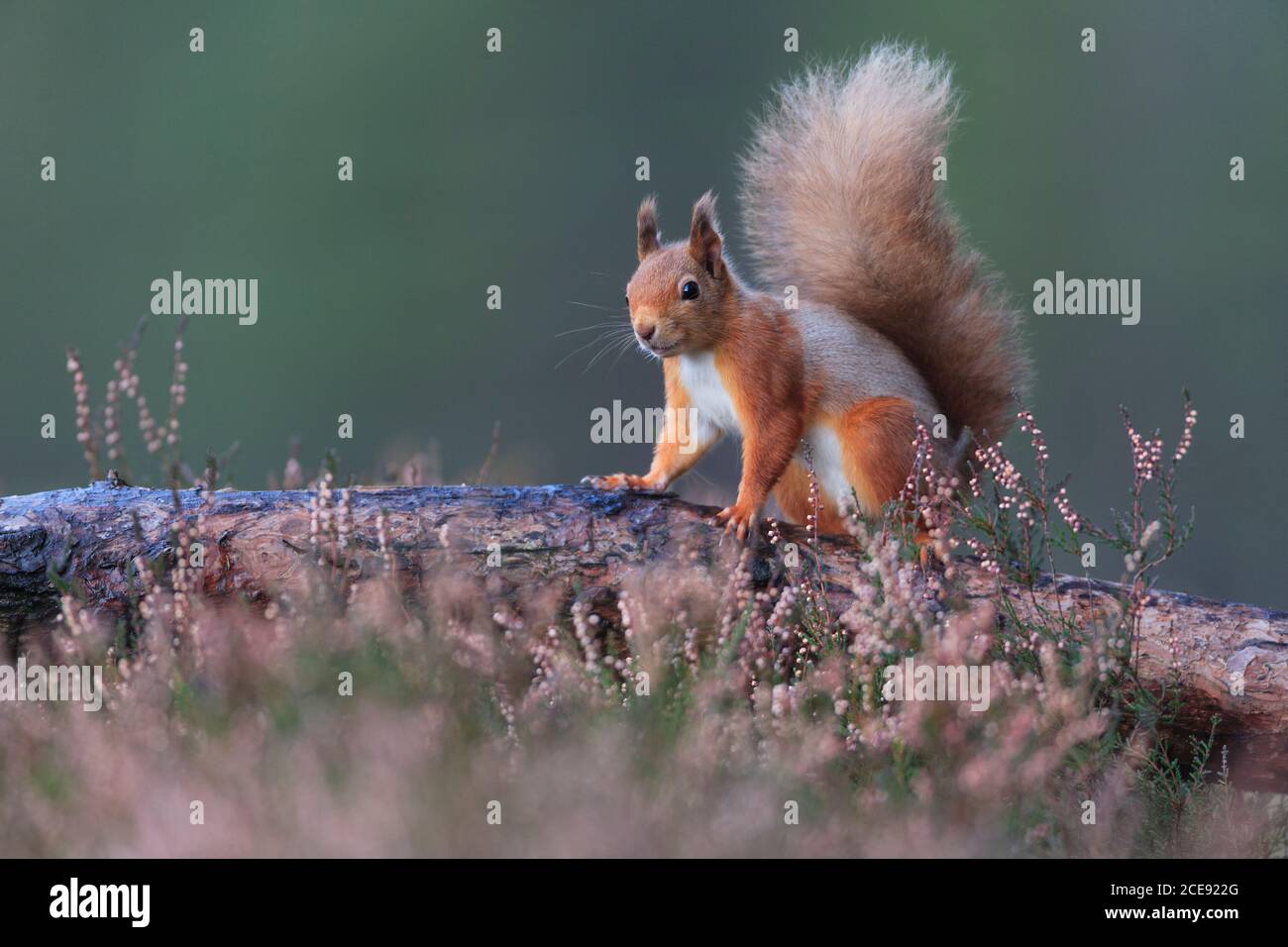 Ein rotes Eichhörnchen auf einem gefallenen Ast. Stockfoto