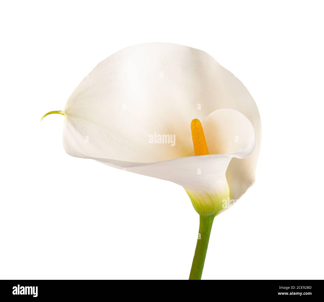 Weiße Calla lily auf weißem Hintergrund Stockfoto