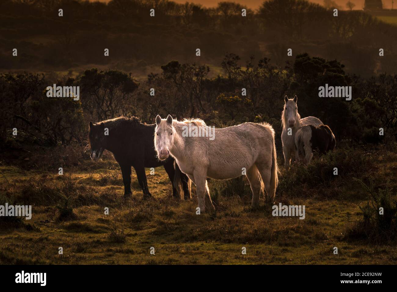 Vorsichtig wilde Bodmin Ponys grasen auf dem rauen Bodmin Moor in Cornwall. Stockfoto