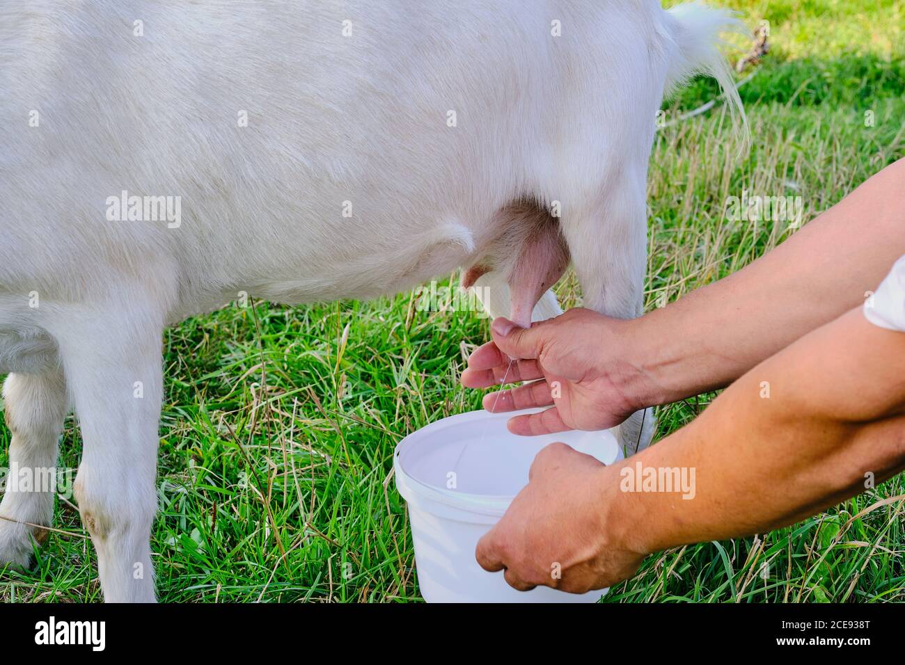 Die Hände eines älteren Mannes melken eine weiße Ziege auf einer Wiese. Stockfoto