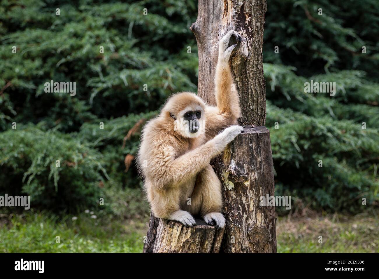 Gibbons gehören zur Gruppe der Kleinen Affen. Gibbons leben in subtropischen und tropischen Regenwäldern von Ost-Bangladesch über Nordostindien bis in den Süden Stockfoto