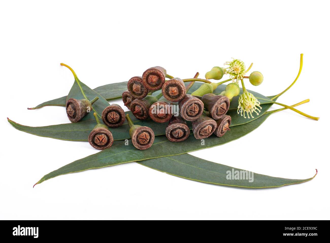 Eukalyptus Blätter mit Blüten und Samen isoliert auf weißem Stockfoto