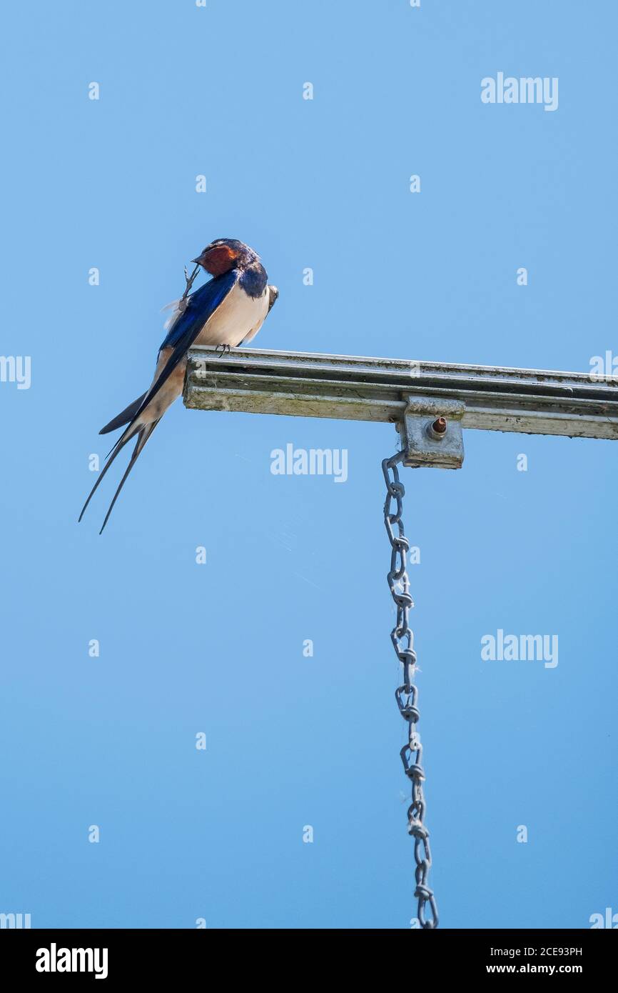 Eine Schwalbe thront an einem blauen wolkenlosen Himmel. Stockfoto