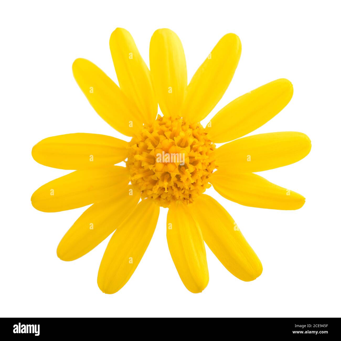 Jacobaea vulgaris Blume isoliert auf weißem Hintergrund Stockfoto