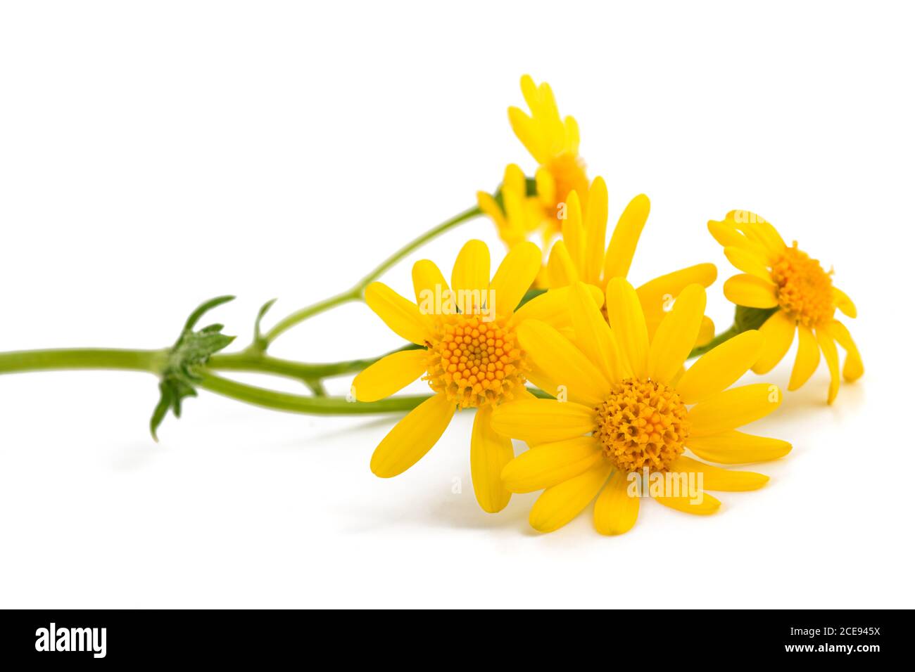 Jacobaea vulgaris Blüten isoliert auf weißem Hintergrund Stockfoto