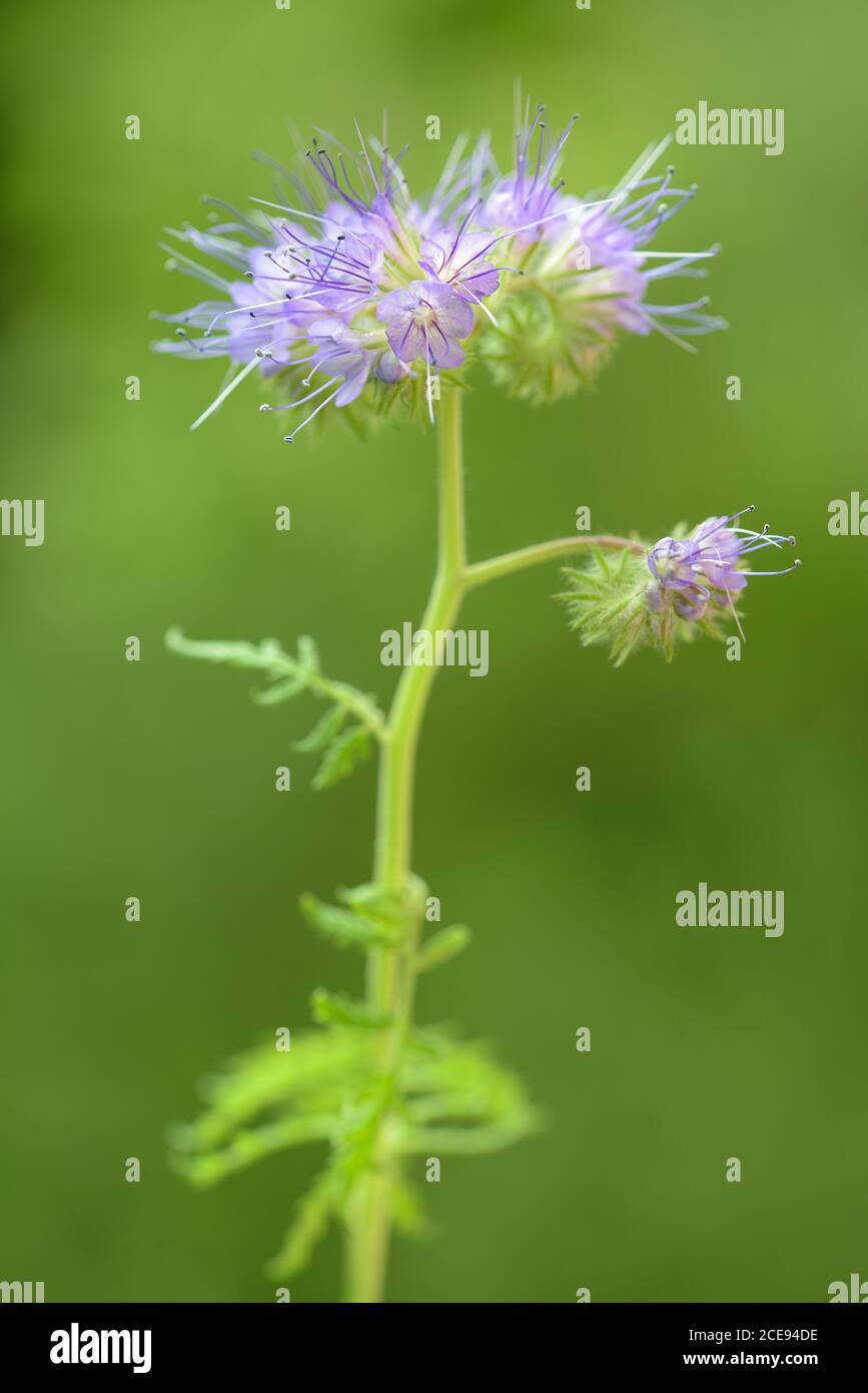 Lacy Phacelia, blauer oder violetter Tansy auf grünem verschwommenem Hintergrund Stockfoto