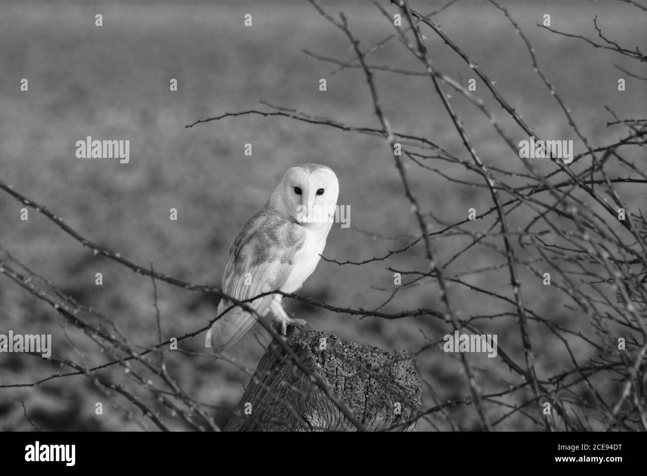 Schleiereule Stockfoto