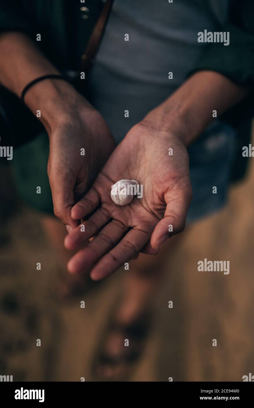 Von oben Schuss von Ernte zarte Hände mit kleinen weißen Spirale Muschel, Portugal Stockfoto
