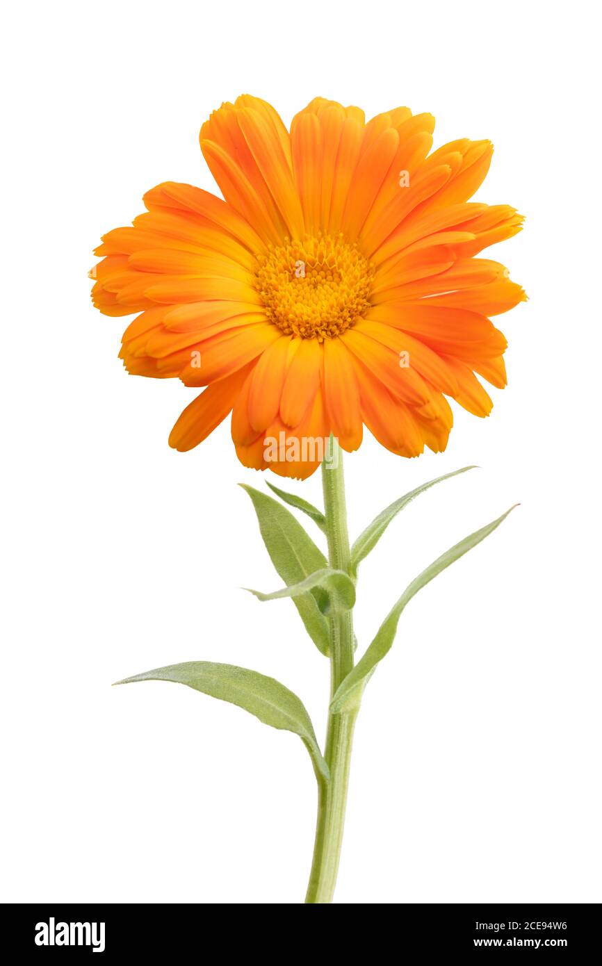 Ringelblume Pflanze isoliert auf weißem Hintergrund Stockfoto