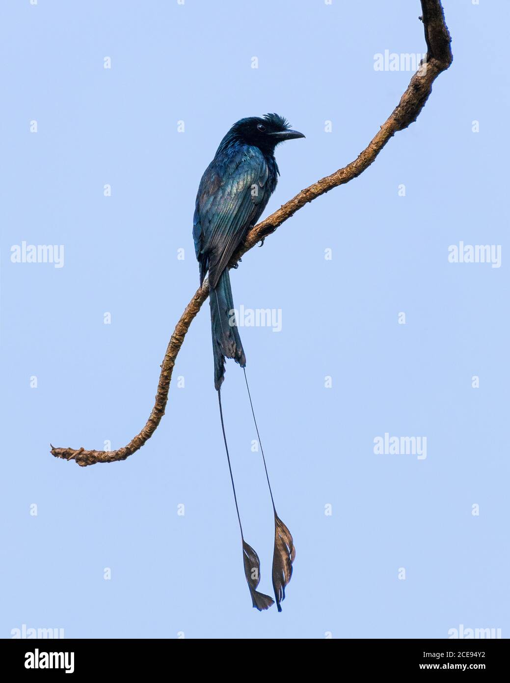 Ein attraktiver Großschläger-tailed Drongo (Dicrurus paradieseus), der auf einem Barsch ruht. Stockfoto