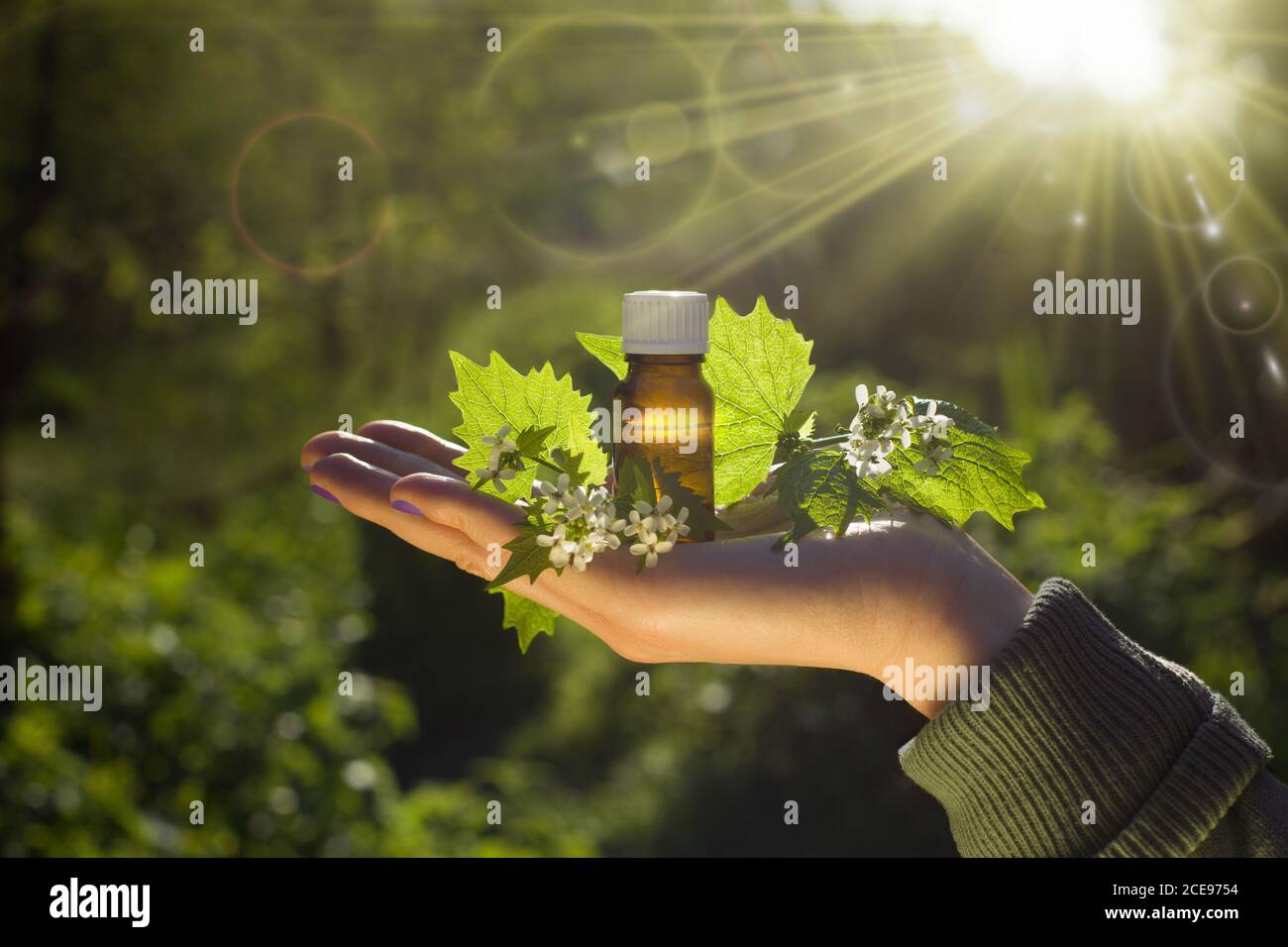 Frische Kräuter - natürliche Heilmittel - Bachblüten Heilmittel. Stockfoto