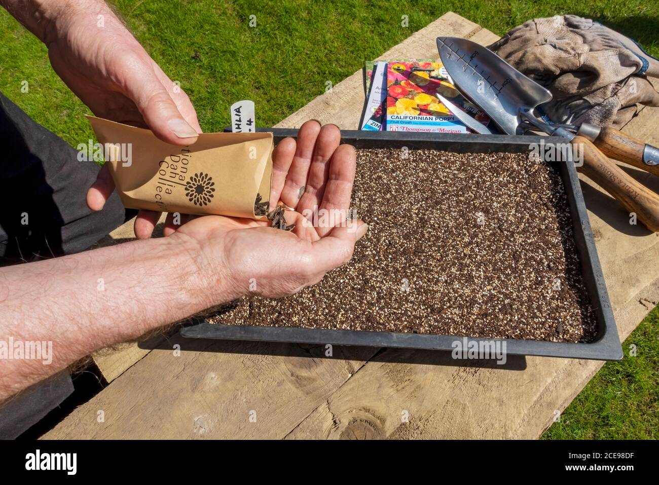 Nahaufnahme des Menschen, der im Frühjahr Dahlie-Samen in einem Pflanzkartoffeln aussaat. Stockfoto