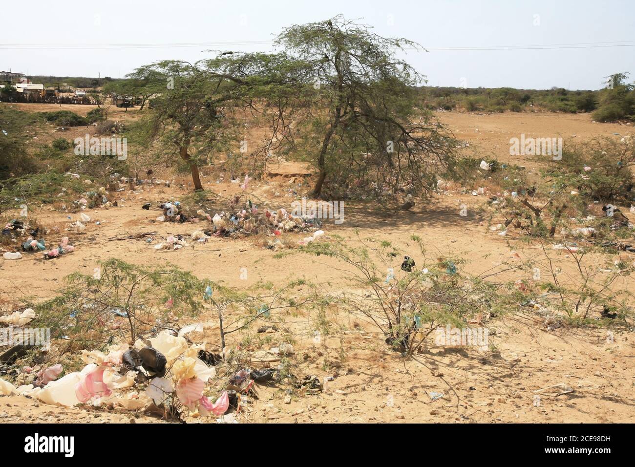 Müll- und Plastiktüten, die in dornigen Büschen in den Außenbezirken von Uribia, der indigenen Hauptstadt des Landes, des Departements La Guajira, gefangen sind, Stockfoto