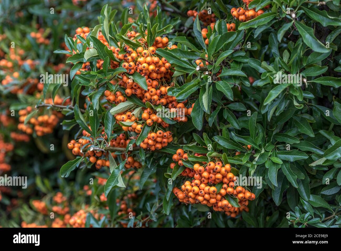 Orange Pyramicantha Firethorn Hecke mit Beeren beladen. Stockfoto