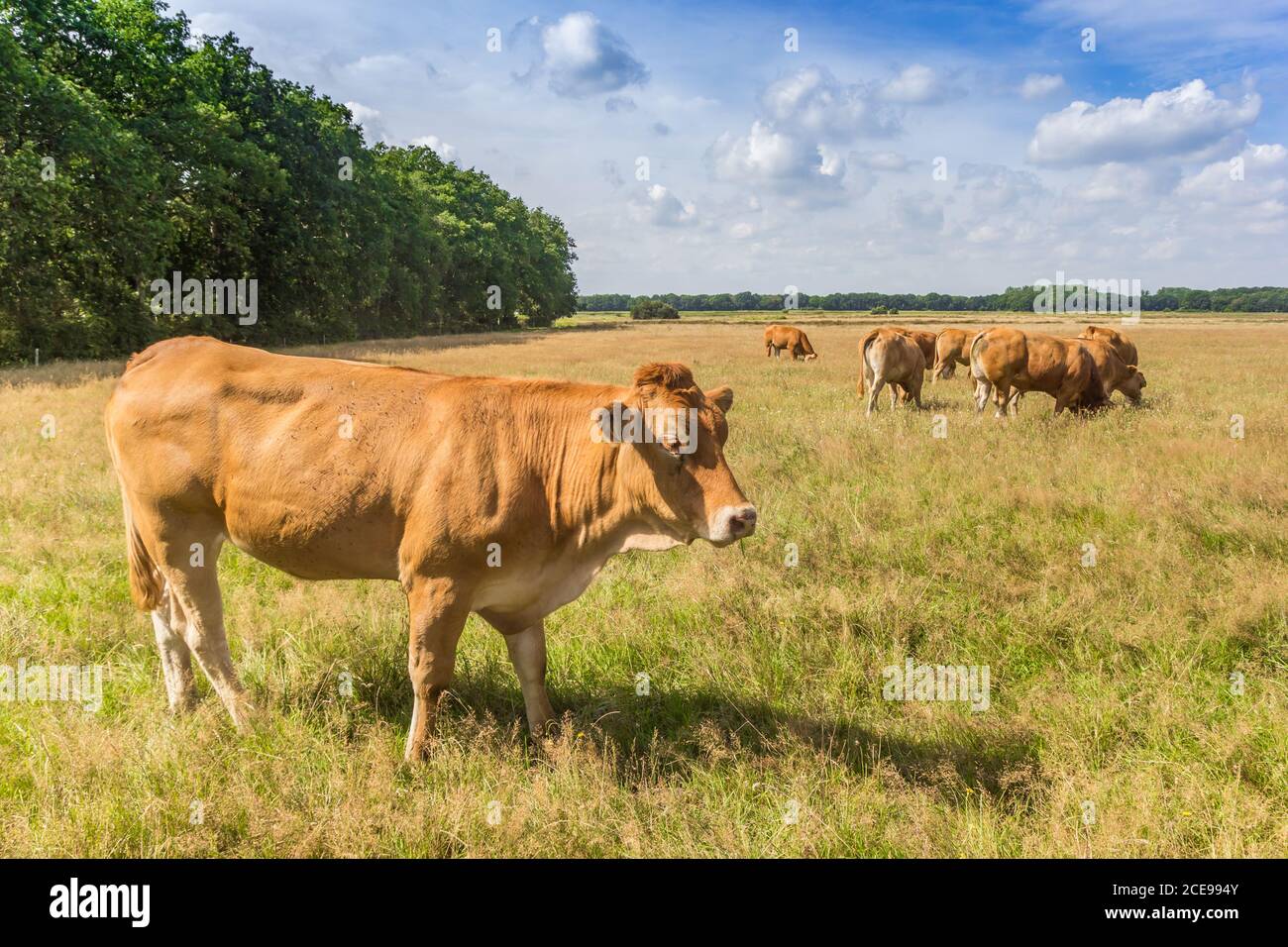 Braune Kühe in der Landschaft von Drenthe, Niederlande Stockfoto