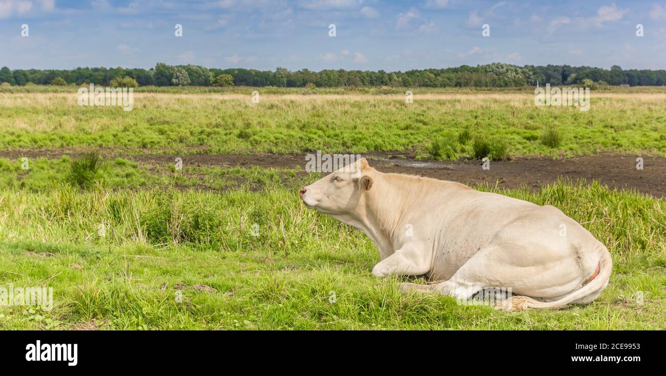Weiße Kuh liegt im Gras in Drenthe, Niederlande Stockfoto