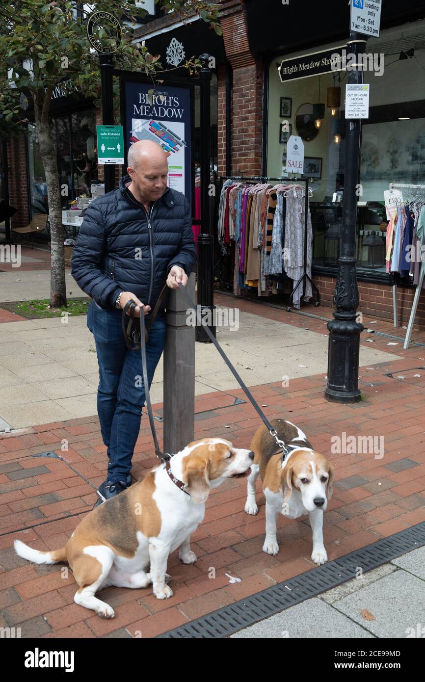 Sevenoaks, Kent, Großbritannien. August 2020. Ein Mann wartet mit zwei Beagles n Sevenoaks, Kent. Das Wetter verbesserte sich leicht vom nassen Wochenende mit sonnigem und bewölktem Himmel und einem hoch von 16C. Kredit: Keith Larby/Alamy Live Nachrichten Stockfoto