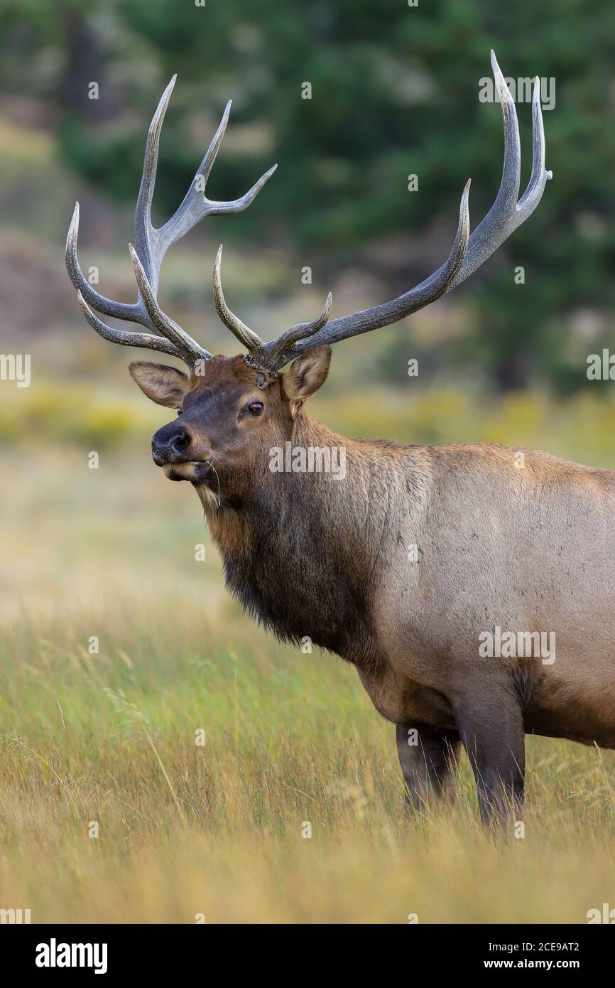 Rocky Mountain Stier Elch Nahaufnahme während der herbstlichen Rut in Colorado Stockfoto