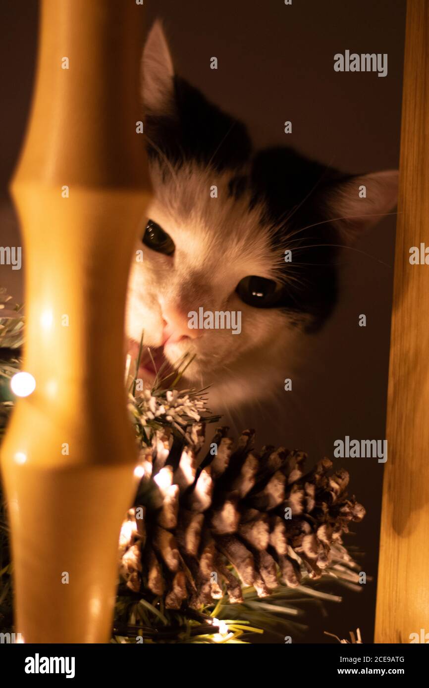 Vertikale Aufnahme einer Katze Stockfoto