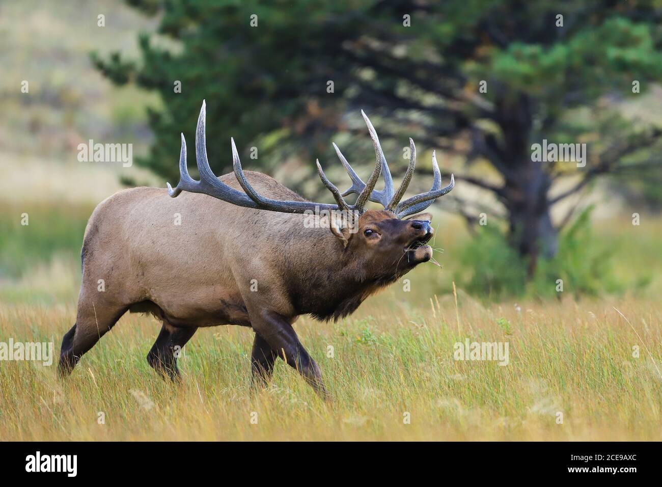 Rocky Mountain Stier Elch Nahaufnahme während der herbstlichen Rut in Colorado Stockfoto