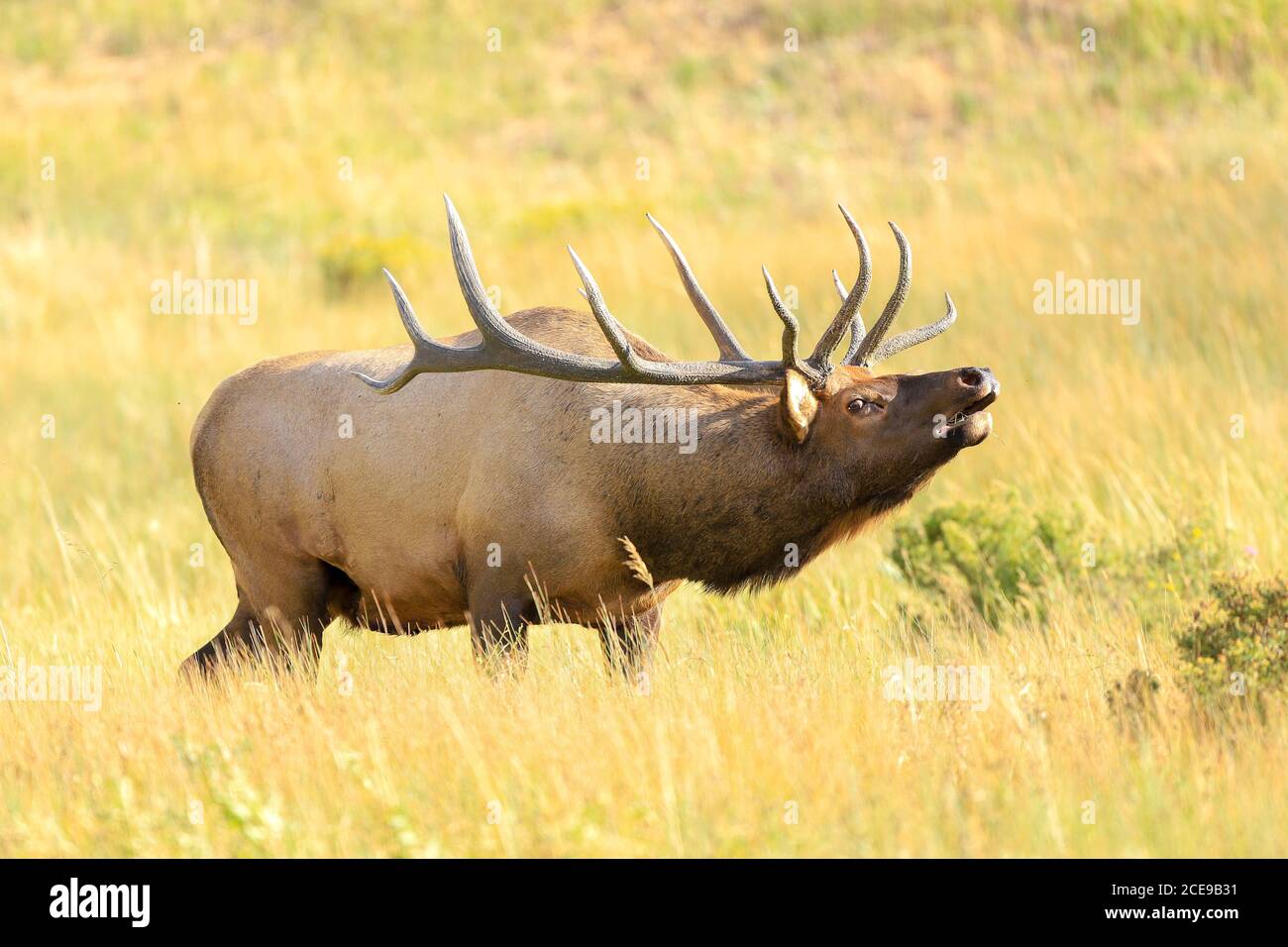 Rocky Mountain Stier Elch Nahaufnahme während der herbstlichen Rut in Colorado Stockfoto