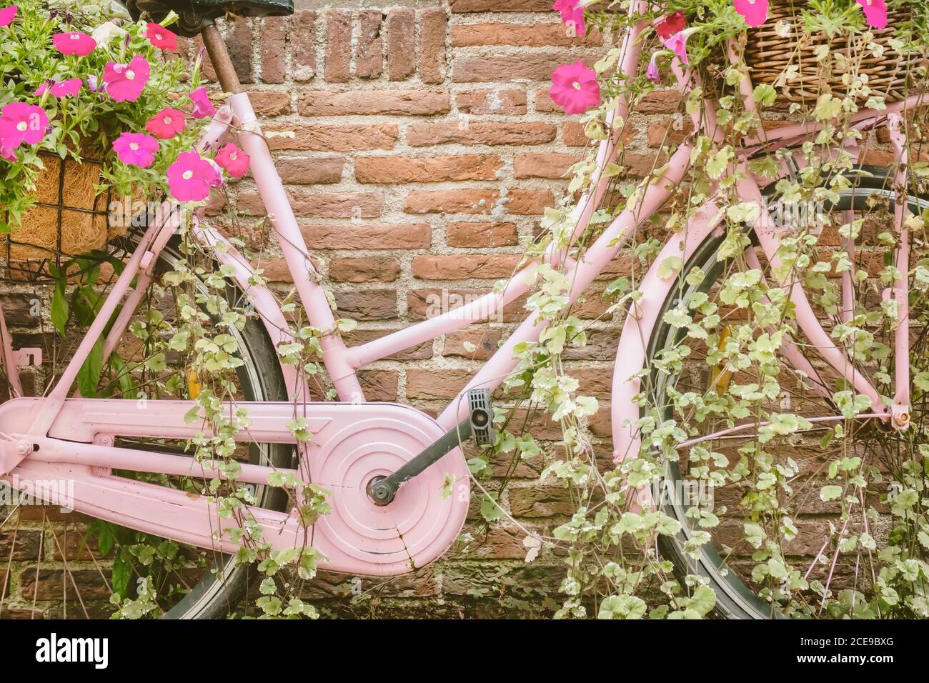 Retro rosa Frau Fahrrad mit blühenden Blumen und Korb in Vorderseite einer alten Steinmauer Stockfoto
