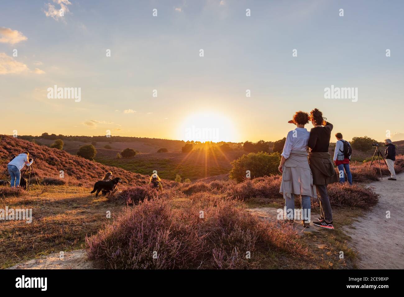 Rheden, Niederlande - 24. August 2020: Besucher des Nationalparks Veluwezoom genießen den Sonnenuntergang über den Hügeln von Posbank mit blühender violetter Heide in t Stockfoto