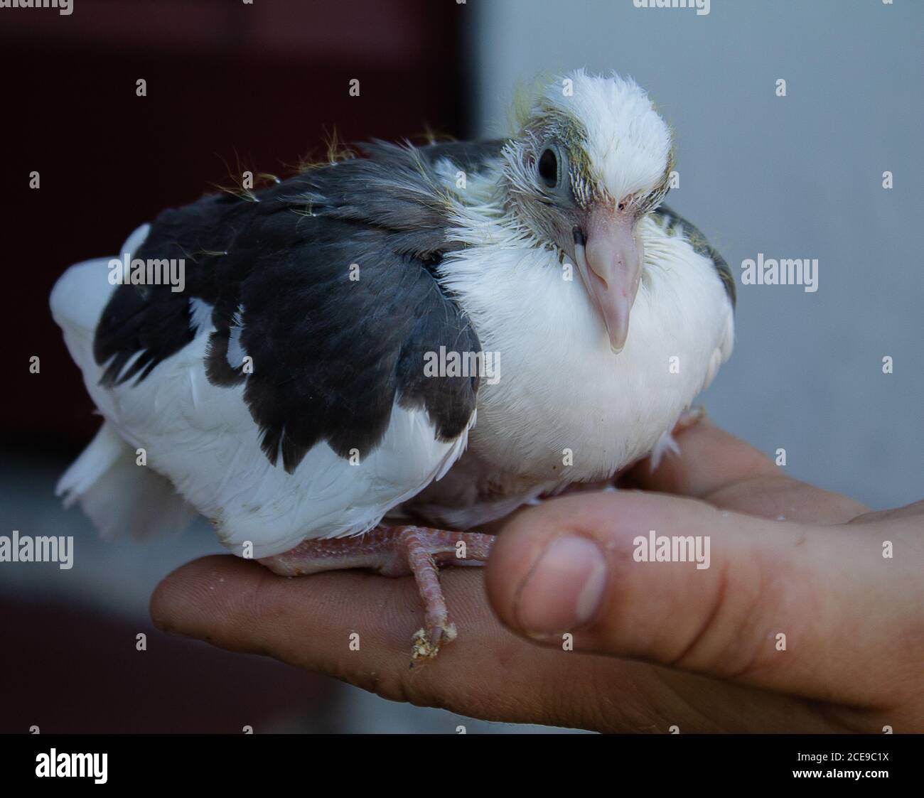Babytaube in einer Hand. Sie sitzt entspannt und ohne schüchtern zu sein. Stockfoto