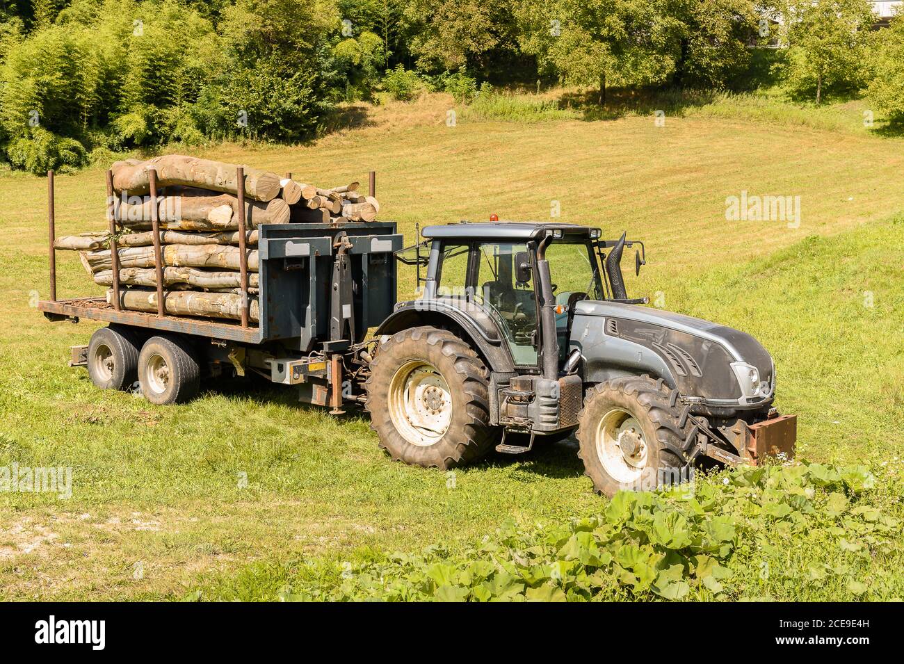 Traktor mit Anhänger trägt Brennholz durch das grüne Feld. Stockfoto