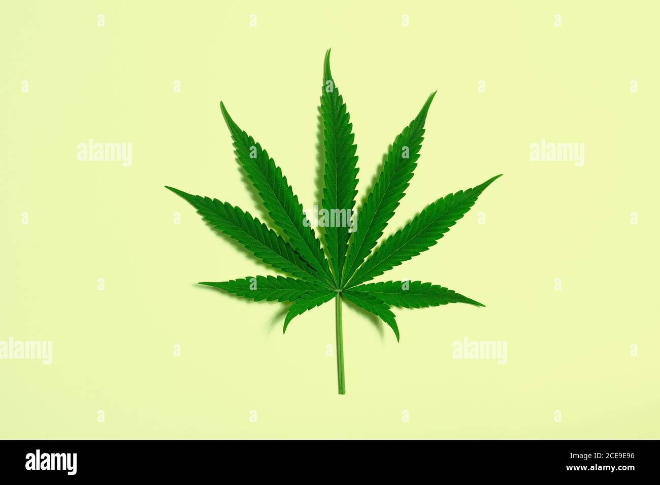 Einzelnes Marihuana oder Hanfblatt isoliert auf Minimal Pale Gelb Hintergrund mit Kopierbereich Stockfoto