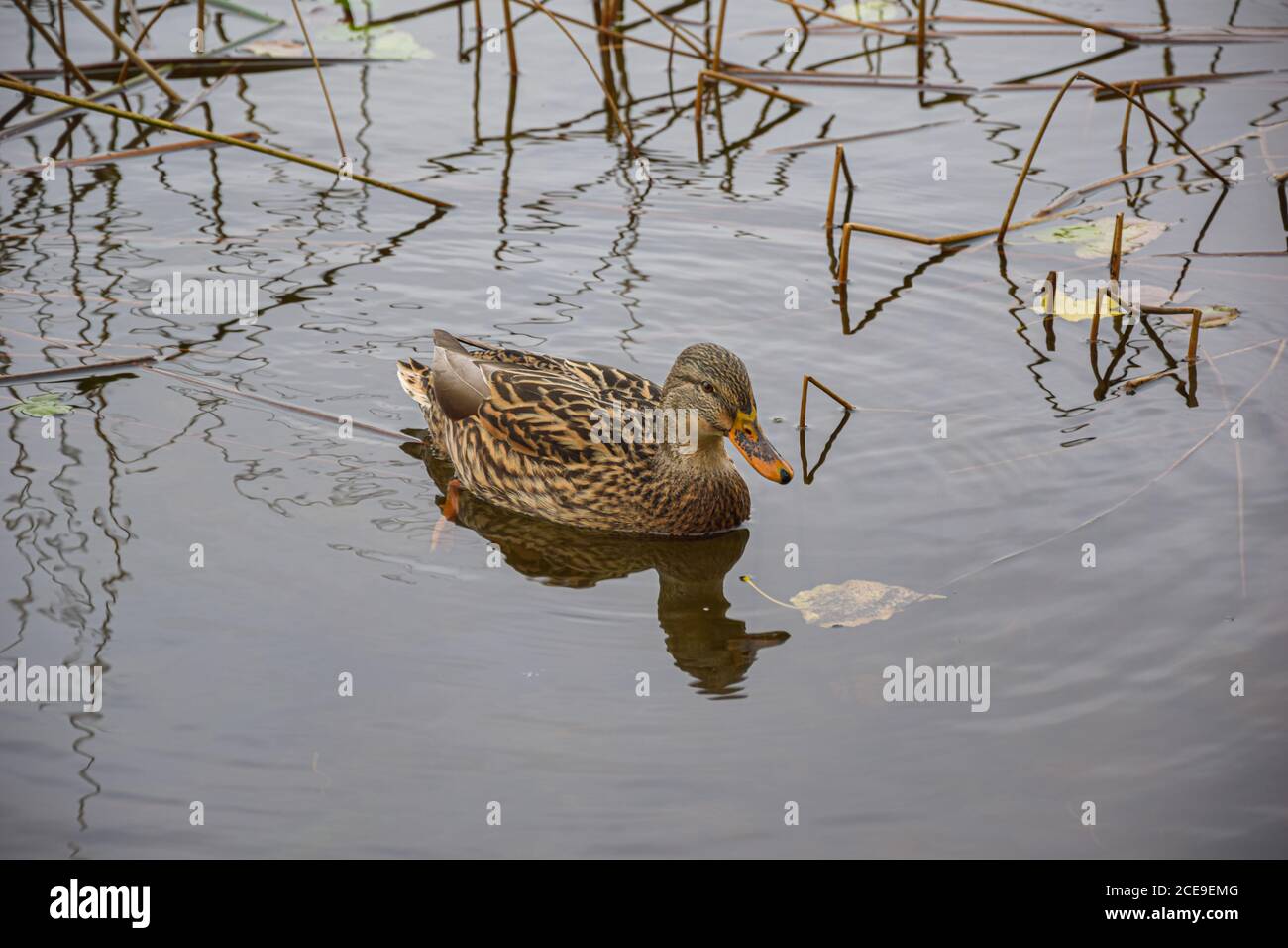 Süße ente am teich Fotos und Bildmaterial in hoher Auflösung Alamy