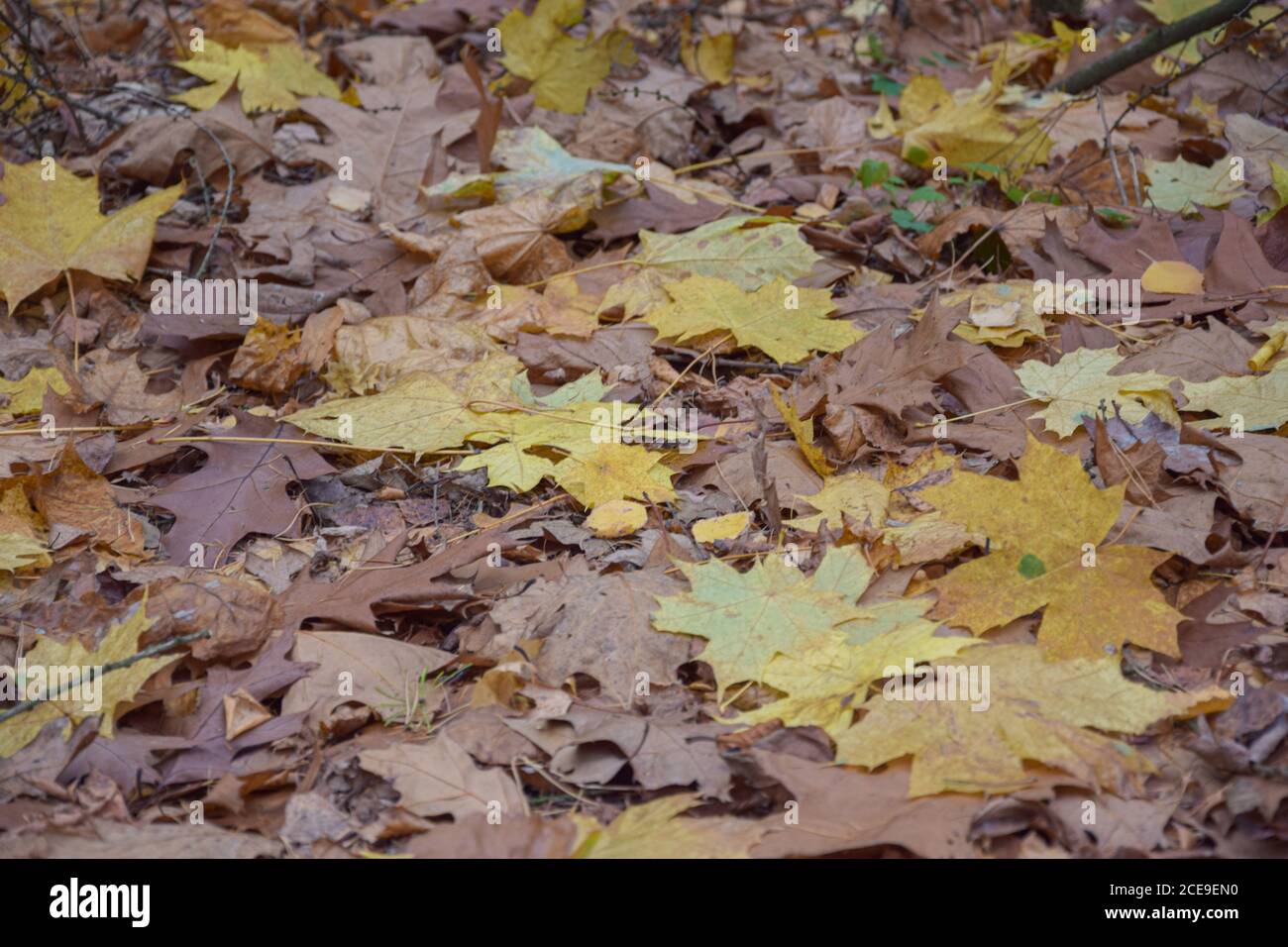 Blätter im Herbst Stockfoto