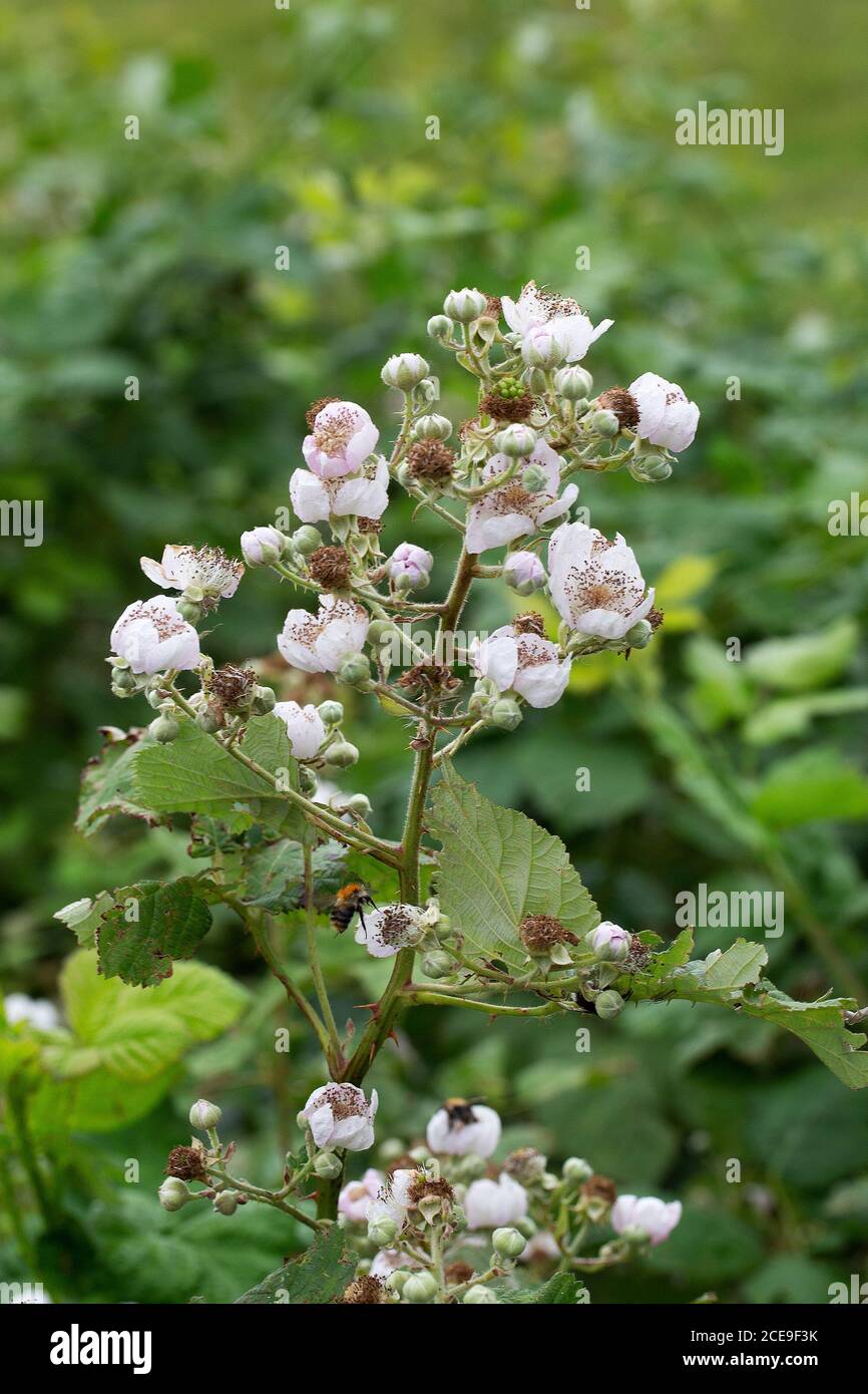 Knospen, Blüten und junge Früchte der Brombeere (Rubus sp.) Stockfoto