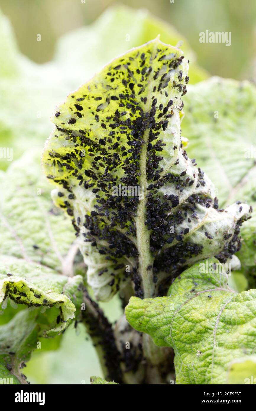 Rückseite des Blätterbeines von Comfrey (Symphytum officinale) Bedeckt mit Blattläusen (Aphis fabae) Stockfoto