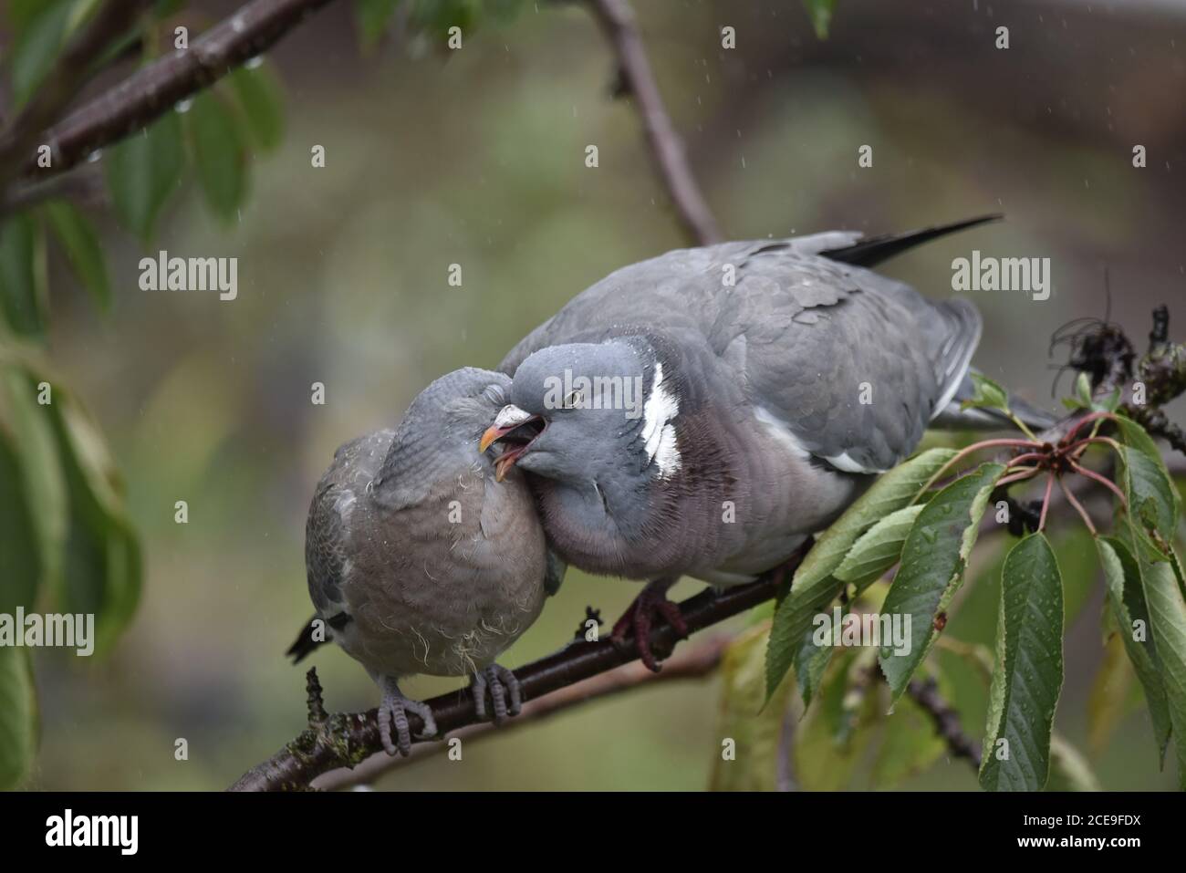 Jungtaube (Columba palumbus) Wird von Eltern auf dem Zweig einer Kirsche Fed Baum im Englischen Garten Stockfoto