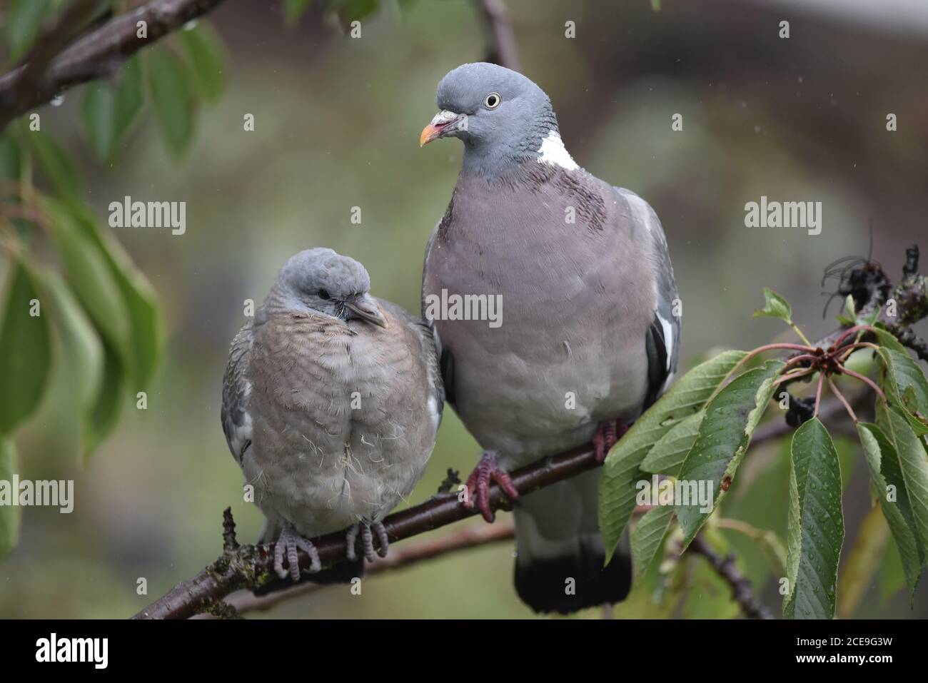 Erwachsene gemeine Taube (Columba palumbus) Neben der jungen Waldtaube auf einem Kirschbaumzweig sitzend Ein Garten in England Stockfoto