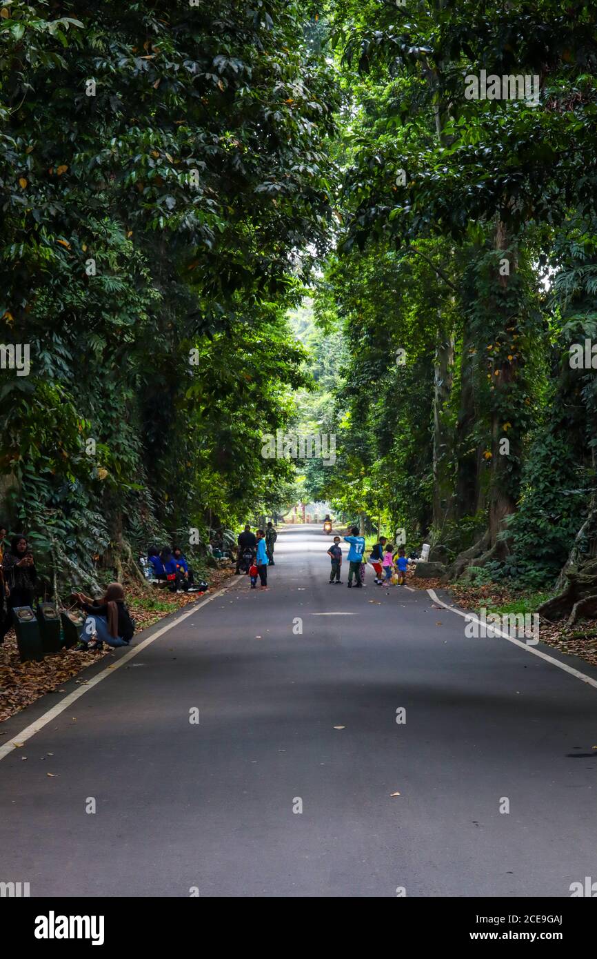 bogor / Indonesien - 9. August 2020. Gerade Straßen zwischen schattigen Bäumen im Freizeitpark Bogor Botanical Gardens. Stockfoto