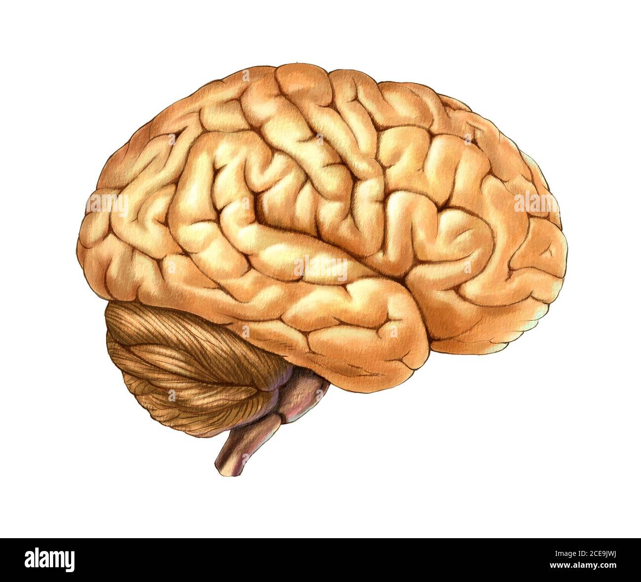 Menschliche Gehirn Abbildung Stockfoto