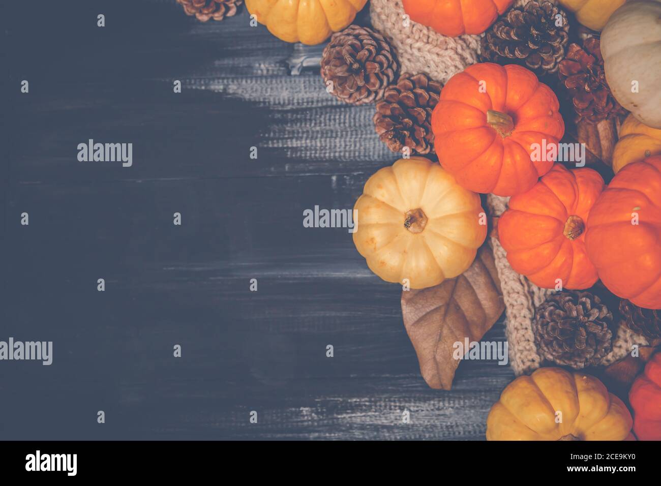 Draufsicht auf Halloween und Thanksgiving Tag, oranger Kürbis, gelber Kürbis, weißer Kürbis, Strickpullover und Pinecone auf dunklem Hintergrund mit c Stockfoto