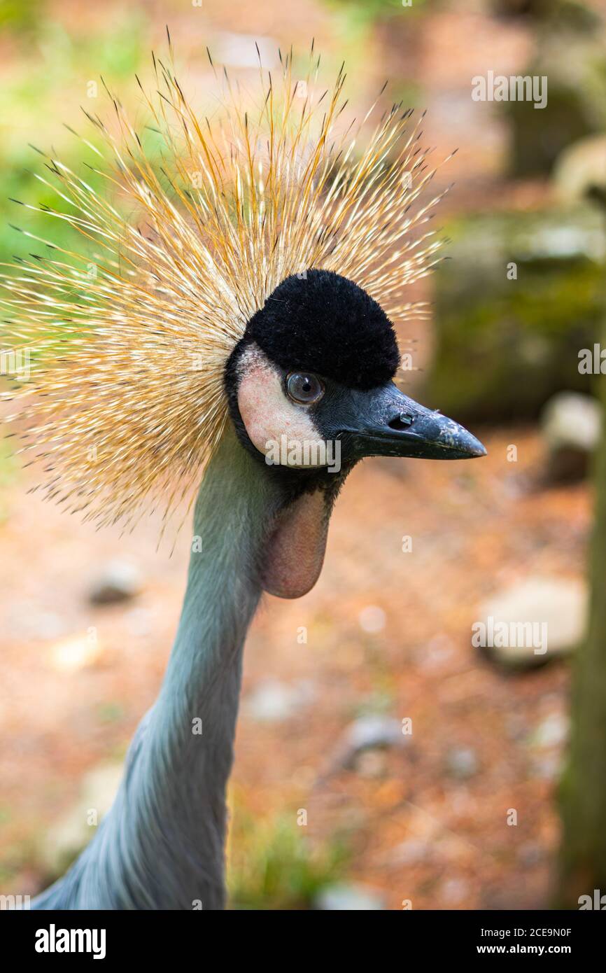 Ein Porträt eines schwarz gekrönten Kranichs. Stockfoto