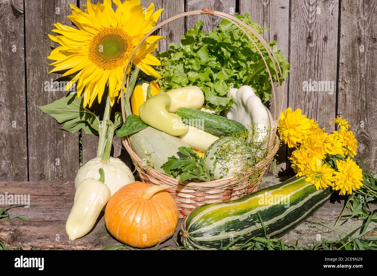 Ernte saisonales Gemüse in einem Weidenkorb Stockfoto