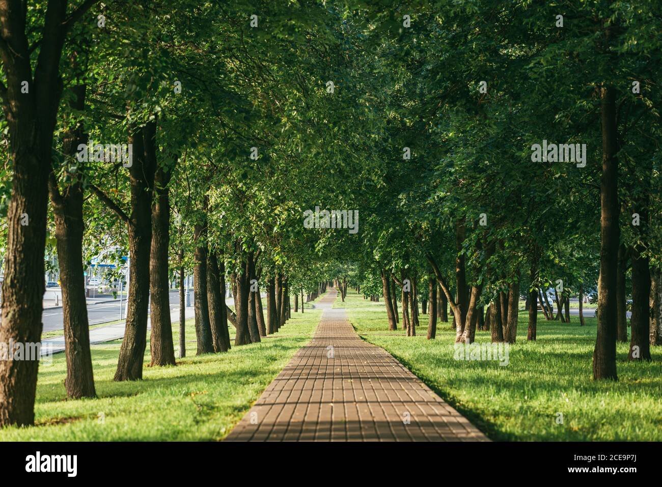 Frühsommer in einem grünen Park an einem sonnigen Nachmittag. Stein gepflasterten Weg in die Ferne bis zum Horizont umgeben Stockfoto