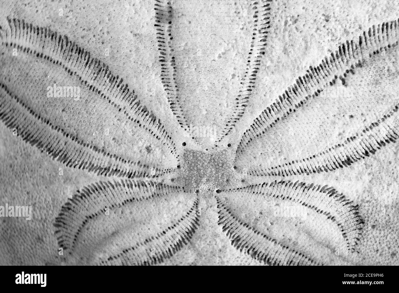 Nahauffangemakro des fünffachen radialen Musters auf dem Sand Dollar in Schwarz und Weiß Stockfoto