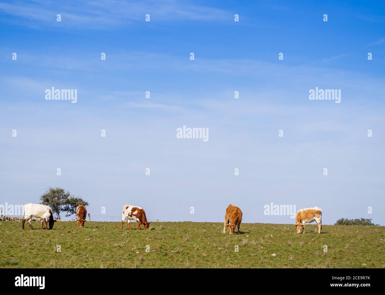 Eine Herde von Berrenda en colorado züchtet Kühe, die auf der Wiese in Salamanca (Spanien) grasen. Ökologische ext Stockfoto